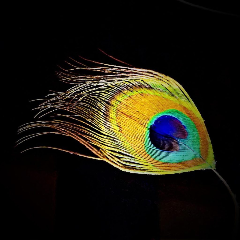 feather, peacock feather, peacock eye-2143300.jpg