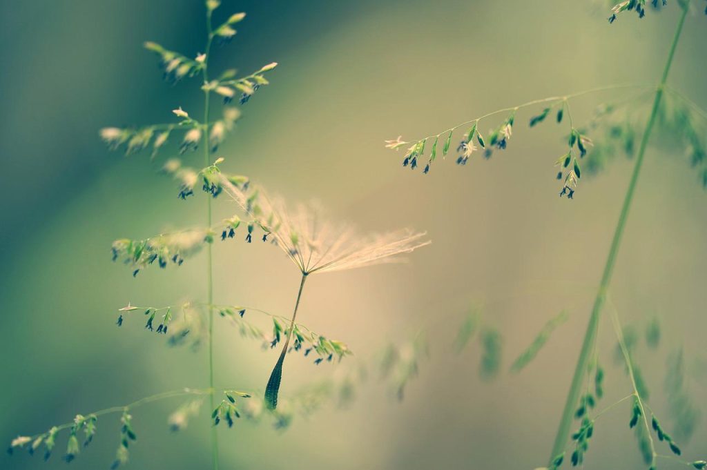 nature, grass, seeds-2978276.jpg